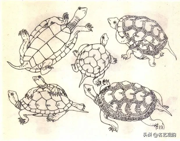 如何画乌龟（小学生怎么画乌龟）-2