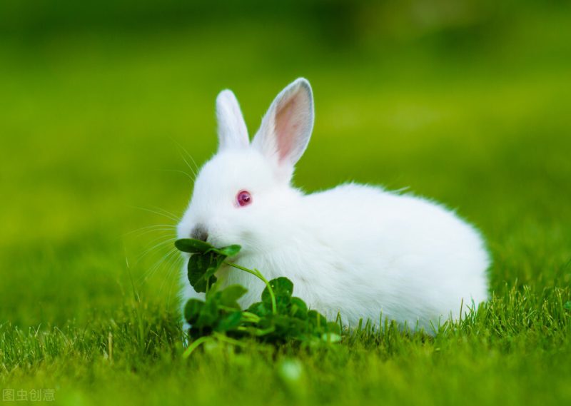 兔子吃什么草（兔子吃哪些野草）-5